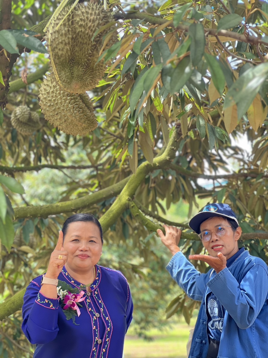 🔆พจ.บุรีรัมย์🔆ร่วมกิจการส่งเสริมการ ผลิต การแปรรูป การตลาดสินค้าเกษตรปลอดภัย กิจกรรมหลักส่งเสริมและพัฒนาศักยภาพการผลิตสินค้าเกษตร ปลอดภัยและเกษตรอินทรีย์ กิจกรรมย่อยส่งเสริมและพัฒนาศักยภาพการผลิตทุเรียนบุรีรัมย์ให้มีคุณภาพและได้ มาตรฐาน และโครงการ “ผู้ว่า พาเลาะ” ประจำปีงบประมาณ พ.ศ.2568 ครั้งที่1